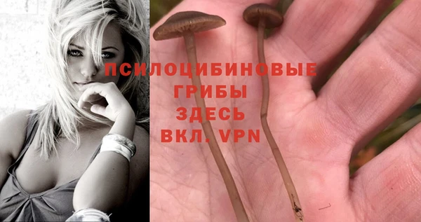 прущие грибы Зерноград