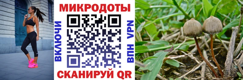 Купить закладки  Нестеровская  Галлюциногенные грибы Psilocybe 